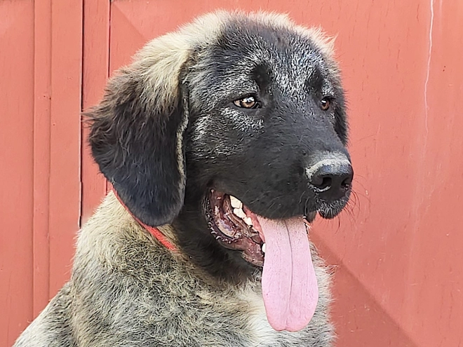 Caucasian Mountain Dog puppy for sale