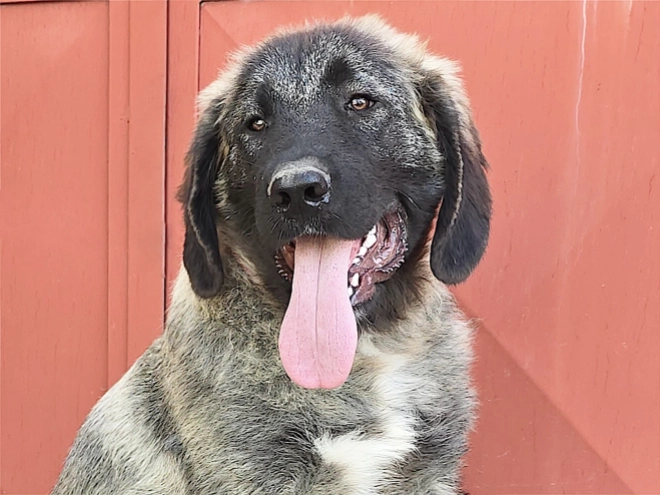 Caucasian Mountain Dog puppy for sale