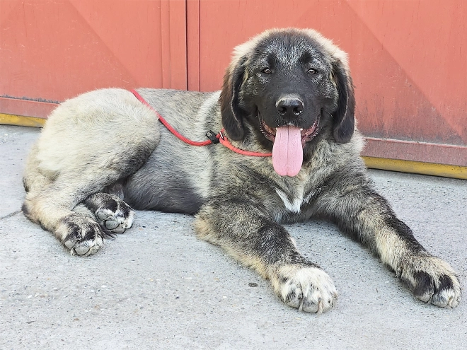 Caucasian Mountain Dog puppy for sale