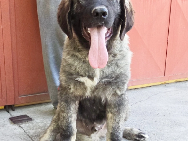 Caucasian Mountain Dog puppy for sale