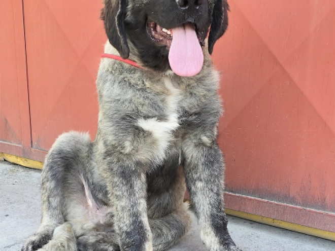 Caucasian Mountain Dog puppy for sale