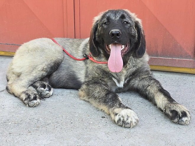 Caucasian Mountain Dog puppy for sale