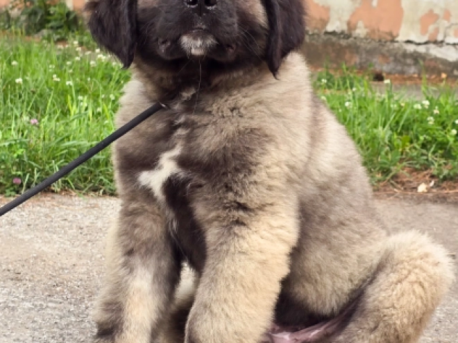 Caucasian Mountain Dog puppy for sale