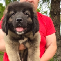 Mountain Boy, grizzle Caucasian Mountain Dog for sale