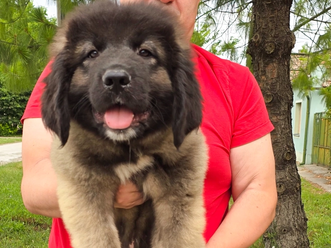 Caucasian Mountain Dog puppy for sale