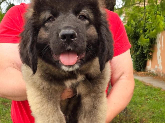 Caucasian Mountain Dog puppy for sale