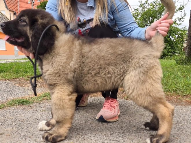 Caucasian Mountain Dog puppy for sale