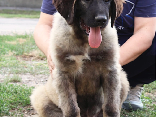 Caucasian Mountain Dog puppy for sale