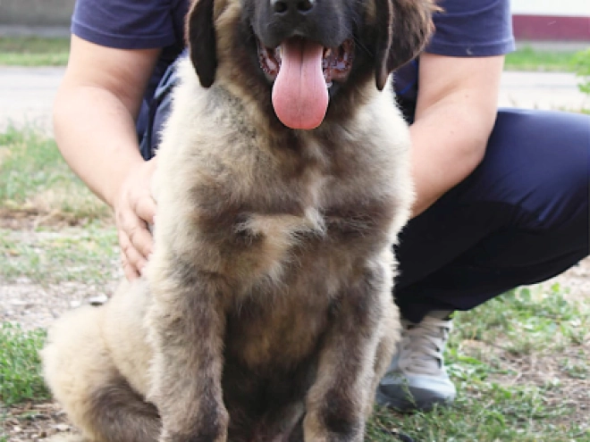 Caucasian Mountain Dog puppy for sale