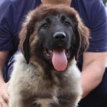 Mountain Boy, grizzle Caucasian Mountain Dog for sale