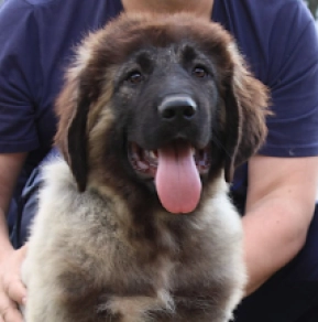 Caucasian Mountain Dog puppy for sale