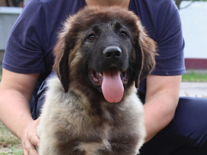 Caucasian Mountain Dog puppy for sale