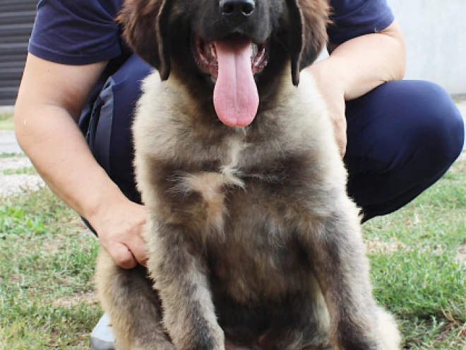 Caucasian Mountain Dog puppy for sale