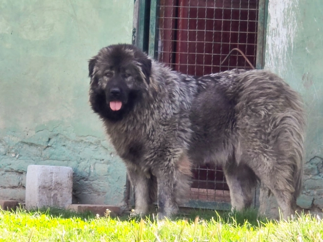 Caucasian Mountain Dog puppy for sale