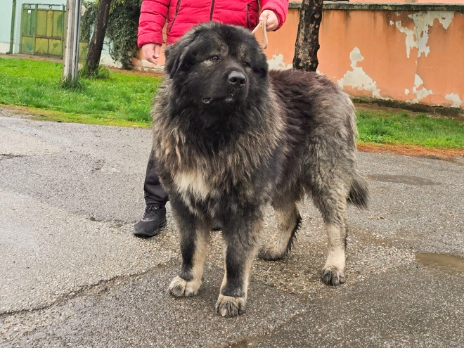 Caucasian Mountain Dog puppy for sale