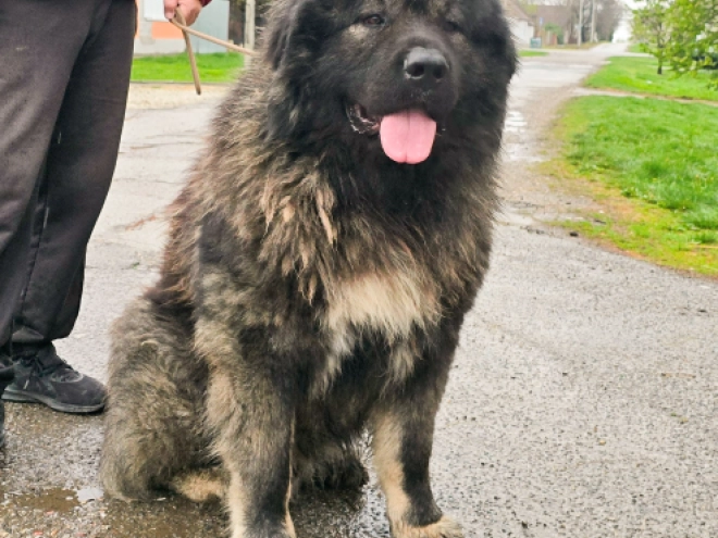 Caucasian Mountain Dog puppy for sale