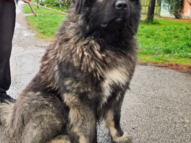 Caucasian Mountain Dog puppy for sale