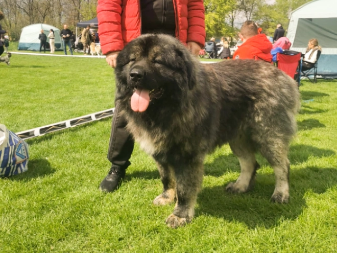 Caucasian Mountain Dog puppy for sale