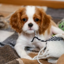 Cavalier King Charles Spaniel puppy for sale