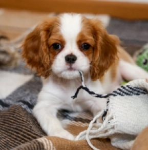 Perros Cavalier King Charles en venta
