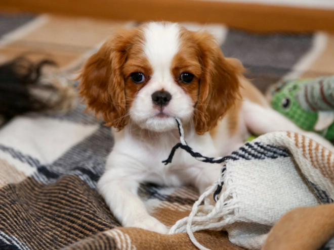 Cavalier King Charles Spaniel puppy for sale