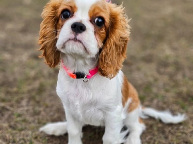 Cavalier King Charles Spaniel puppy for sale