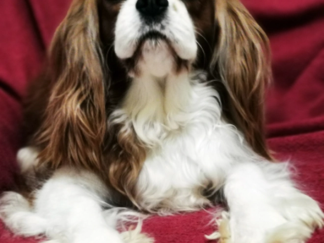 Perros Cavalier King Charles en venta
