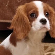 Perros Cavalier King Charles en venta