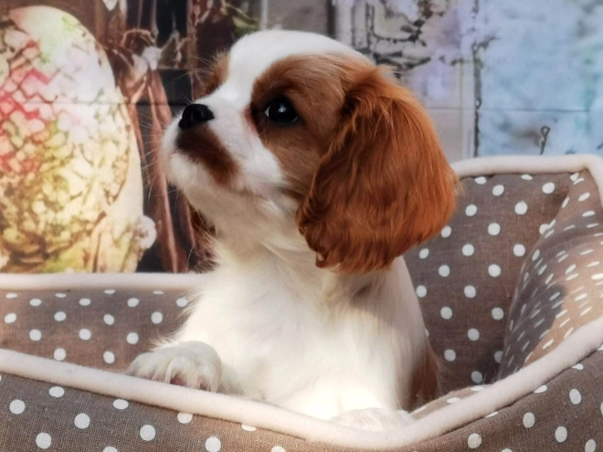 Perros Cavalier King Charles en venta