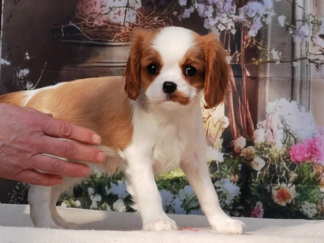 Perros Cavalier King Charles en venta