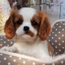 Perros Cavalier King Charles en venta