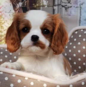 Perros Cavalier King Charles en venta