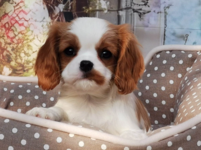 Perros Cavalier King Charles en venta