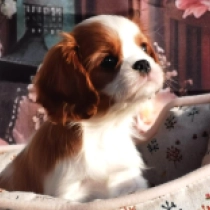 Perros Cavalier King Charles en venta
