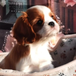 Cavalier King Charles Spaniel Welpe zu verkaufen