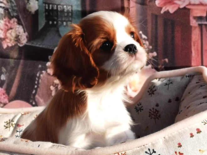 Cavalier King Charles Spaniel puppy for sale