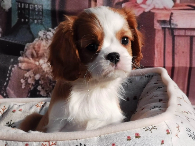 Cavalier King Charles Spaniel puppy for sale