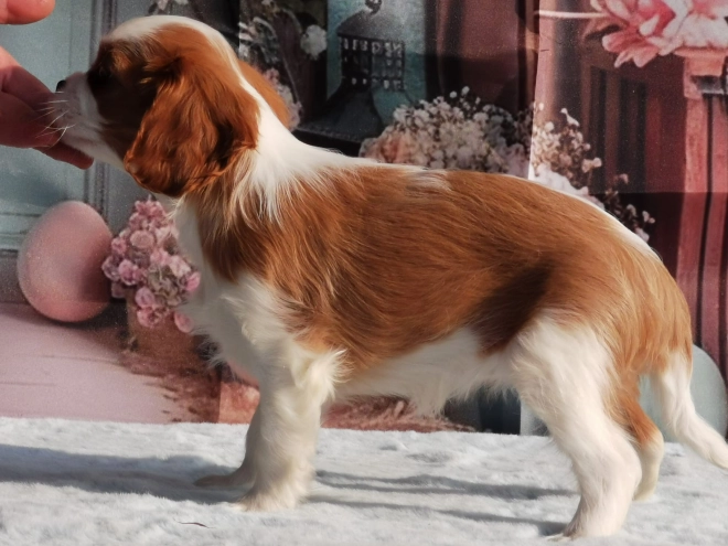 Cavalier King Charles Spaniel puppy for sale