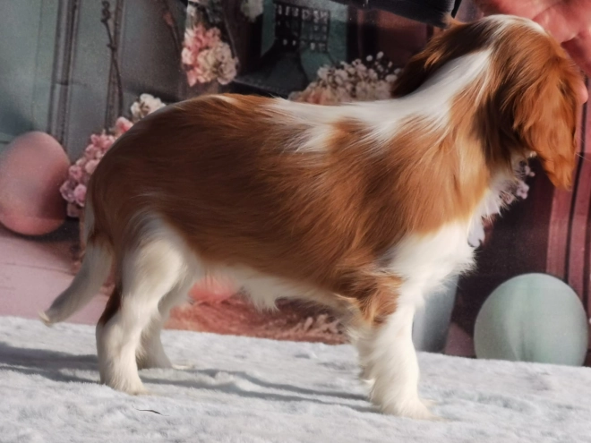 Cavalier King Charles Spaniel puppy for sale