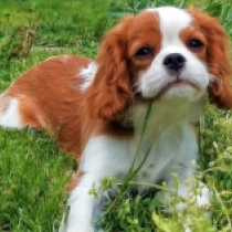 Debbie, blenheim Cavalier King Charles Spaniel Welpen kaufen