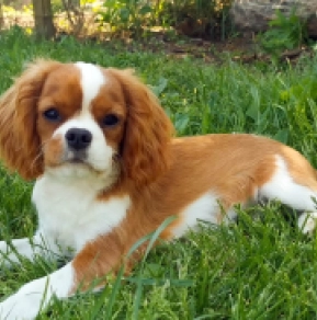 Cavalier King Charles Spaniel Welpe zu verkaufen