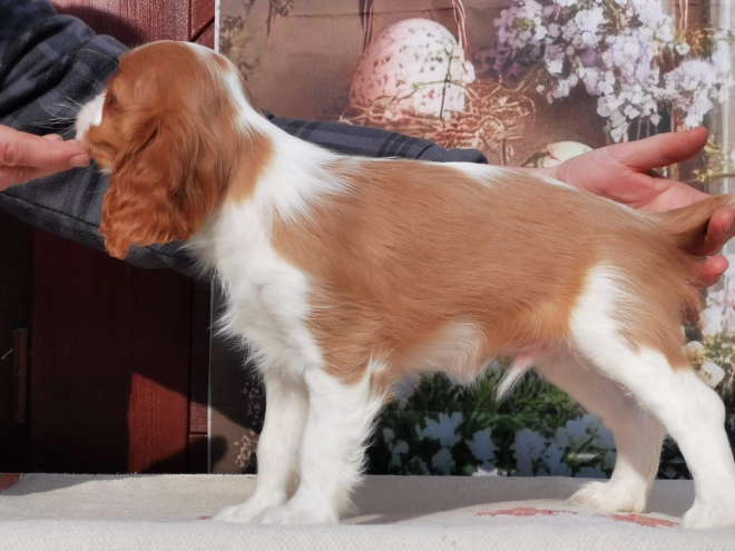 Perros Cavalier King Charles en venta
