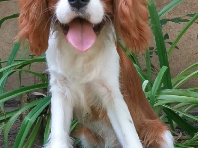 Cavalier King Charles Spaniel Welpe kaufen