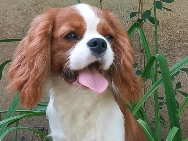 Cavalier King Charles Spaniel Welpe kaufen