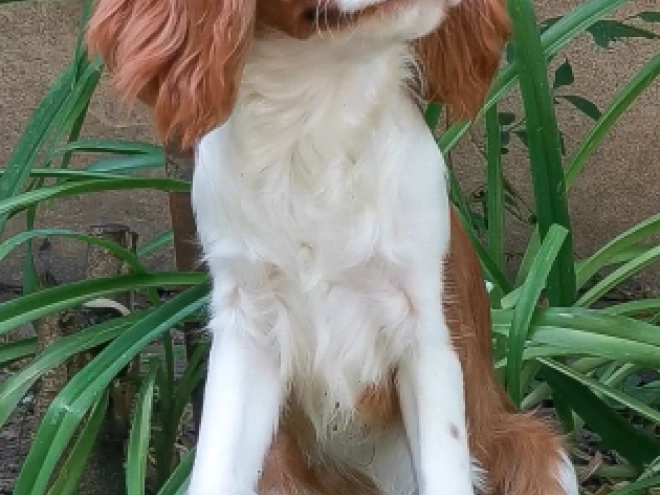 Cavalier King Charles Spaniel Welpe kaufen