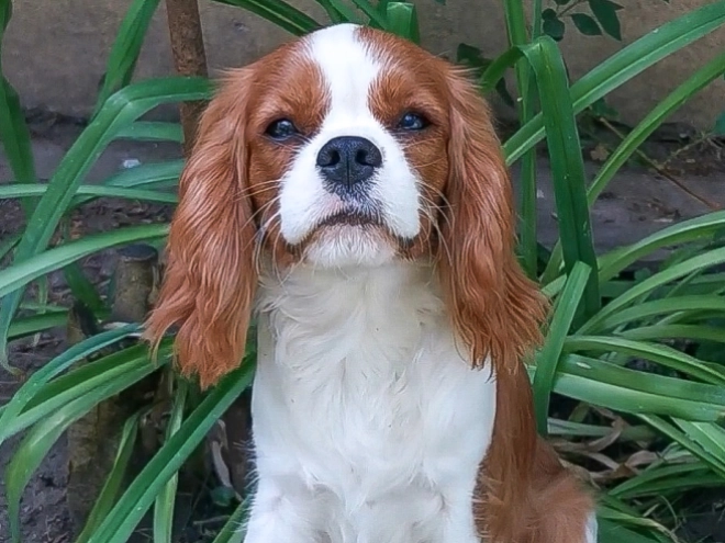 Cavalier King Charles Spaniel Welpe kaufen