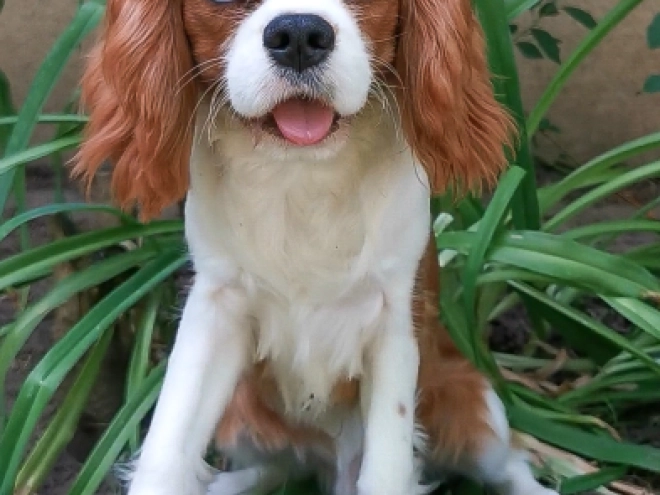 Cavalier King Charles Spaniel Welpe kaufen