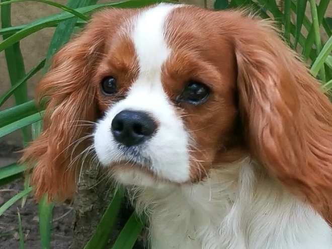 Cavalier King Charles Spaniel Welpe kaufen