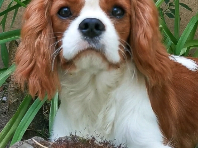 Cavalier King Charles Spaniel Welpe kaufen
