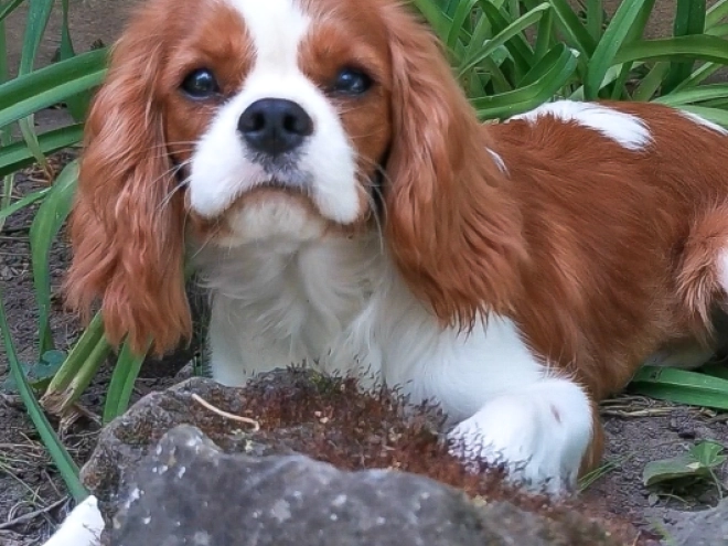 Cavalier King Charles Spaniel Welpe kaufen